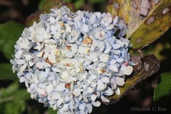 Hydrangea macrophylla